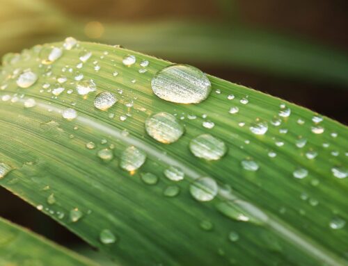 Healing Prayer — Week 49