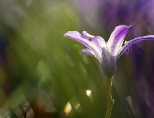 Healing Prayer — Week 48